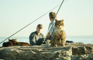 Istanbul Neighborhood Diaries: Kadıköy & Moda (The Cool Side) (2026) Street cat sitting on seaside rocks in Kadıköy Moda with locals and fishing scene in Istanbul