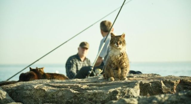 kadikoy-moda-istanbul-street-cat-seaside-local-life-2026 Street cat sitting on seaside rocks in Kadıköy Moda with locals and fishing scene in Istanbul